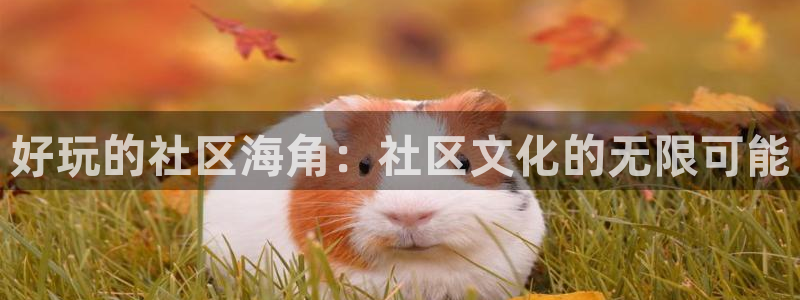 怎么看待海角社区的人：好玩的社区海角：社区文化的无限可能